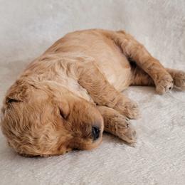 Goldendoodle Puppies from Lake Village Doodles