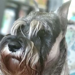 Quincy - Standard Schnauzer