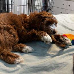 Cockapoo Puppies from Maple’s Cockapoo Puppies