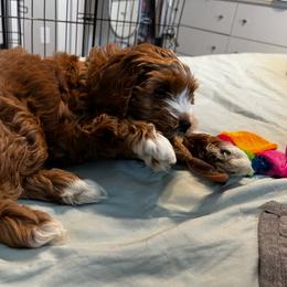 Cockapoo Puppies from Maple’s Cockapoo Puppies