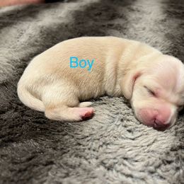 Dachshund Puppies from Chamberlains Doxie