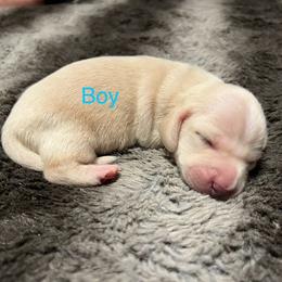 Dachshund Puppies from Chamberlains Doxie