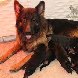 Girl 3 - Black and red female German Shepherd puppy in Mount Vernon, Missouri from German Haus German Shepherds LLC