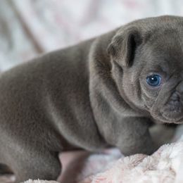 French Bulldogs from Lakes Area Frenchies