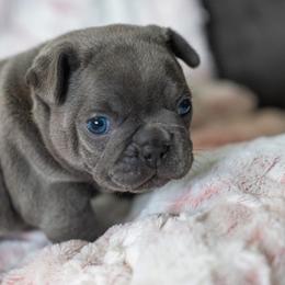 French Bulldogs from Lakes Area Frenchies