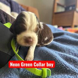 Neon - Tri-Roan male English Springer Spaniel puppy in Henagar, Alabama from Windy Oak Kennels