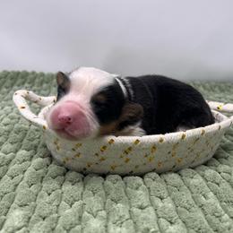 Sherbet (fluffy) - Black and tan male Pembroke Welsh Corgi puppy in Waco, Texas from The Comma Corgis