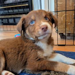 Nacho - Red tri-color male Australian Shepherd puppy in Pamplin, Virginia from Hope & Joy Acres