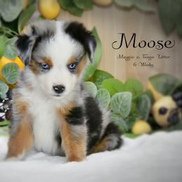 Moose - Blue merle male Australian Shepherd puppy in Ranger, Texas from Outback Mini Aussies