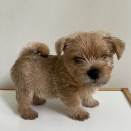 Sweet boy - Red male Norwich Terrier puppy in Hampton, New Hampshire from Redhead Norwich