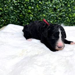 Luxe - Black and white female Sheepadoodle puppy in Los Angeles, California from Exquisite Doodles