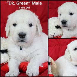 Golden Retriever Puppies from Bullock's Golden Retrievers, LLC