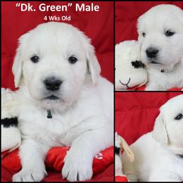 Golden Retriever Puppies from Bullock's Golden Retrievers, LLC