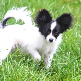 Papillon Puppies from Winghaven
