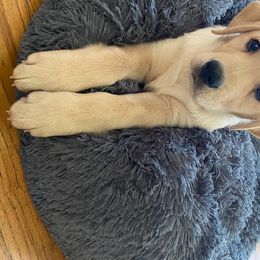 Labrador Retriever Puppies from Wild Feather Hunting Dogs