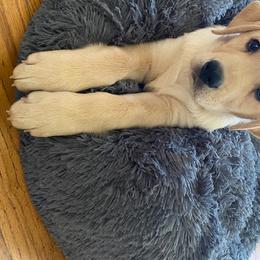 Labrador Retriever Puppies from Wild Feather Hunting Dogs