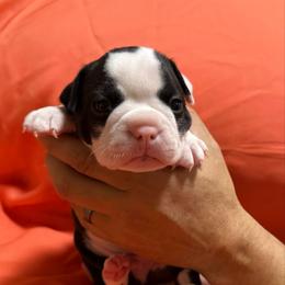 Tinsel - Black and white male Boston Terrier puppy in Kingsport, Tennessee from Dreamweaver Bostons