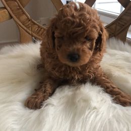 Pekingese and Poodle Puppies from Dogs lovers