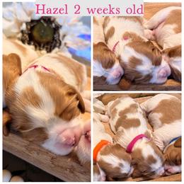 Hazel - Blenheim female Cavalier King Charles Spaniel puppy in Atwater, California from Countryside Royalty Cavaliers