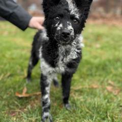 China - Black female Mudi puppy in Franklinville, New Jersey from Velaris