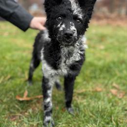 China - Black female Mudi puppy in Franklinville, New Jersey from Velaris