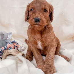 Irish Doodle Puppies from Foxrun Litters