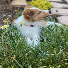 Collie Puppies from High Altitude Collies