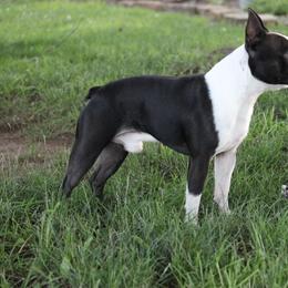 Boston Terrier Puppies from Marti Acres ~ Boston Terrier