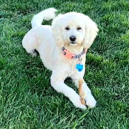 Tink - Goldendoodle