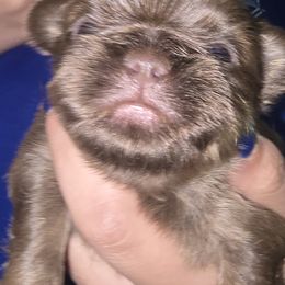 Boy 1 - Liver male Shih Tzu puppy in Green Valley Lake, California from All American Shih Tzu Puppies