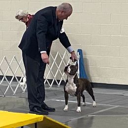 Indy - American Staffordshire Terrier