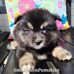 Mrs. White (Betty) SALE 2900 - Black female Pomsky puppy in Christiana, Tennessee from Smoky Mountain Pomskies