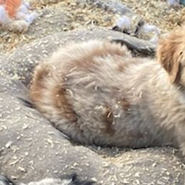 Australian Shepherds from Roland Aussies