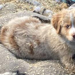 Australian Shepherds from Roland Aussies