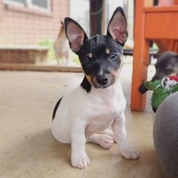 Orca - White and black female Teddy Roosevelt Terrier puppy in Claremore, Oklahoma from Travelin' Man Terriers