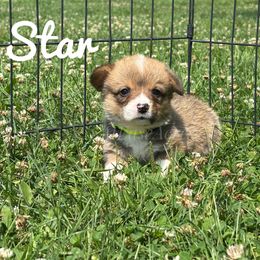 Star - Sable female Pembroke Welsh Corgi puppy in Berne, New York from At Ease Acres