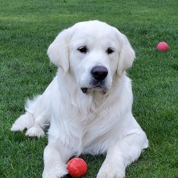 Cruz - Golden Retriever
