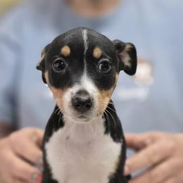 Bentley - Black tan and white male Rat Terrier puppy in Divide, Colorado from Outlaw Farm and Kennel