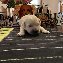 Golden Retriever Puppies from Tupelo Honey Farm's Golden Retrievers