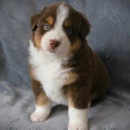 Farmer - Red tri male Miniature Australian Shepherd puppy in Menomonee Falls, Wisconsin from Hunt N Oaks