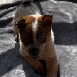 Victoria - Red mottled female Australian Cattle Dog puppy in Seneca, Missouri from MO Morningstar Heelers