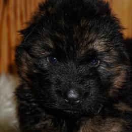 Orange Collar - Black and red male German Shepherd puppy in Howell, Michigan from Sheyenne’s Shepherds