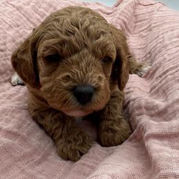 Lana - Red  female Goldendoodle puppy in Loveland, Colorado from Littledoodles2love