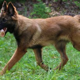 Belgian Tervuren Puppies from EnHommage Belgian Shepherds