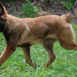 Belgian Tervuren Puppies from EnHommage Belgian Shepherds