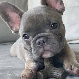 French Bulldog Puppies from LBL Frenchies