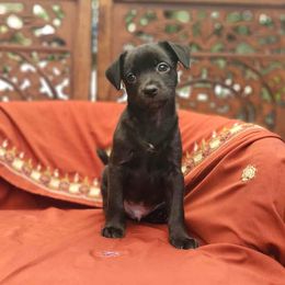Boy 2 - male Xoloitzcuintli puppy in Sunnyside, Washington from Xolos Jazmin