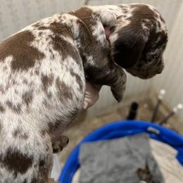 Dachshund Puppies from The Weenie Herd Mom