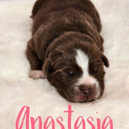 Anastasia - Red tri female Miniature Australian Shepherd puppy in Mc Alester, Oklahoma from Angel's Aussies