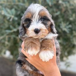 Male 1 - Merle male Bernedoodle puppy in Modesto, California from Central Valley Canine Companions